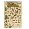 Grafika Illustration du Larousse pour Tous : Mollusques, XIXè Siècle F...