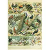 Grafika Illustration du Nouveau Larousse Illustré : Oiseaux, XIXè Sièc...