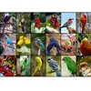 Grafika Collage - Oiseaux Colorés F-30101