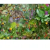Grafika François Ruyer - La Jungle 2 F-32284