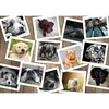 Grafika Chiens T-00379