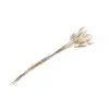 BOUQUET 25 TIGES LAGURUS SÉCHÉS 50-60CM BLANC Blanc