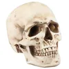 Chaks 13671 Grand Crâne résine effet vieilli 212cm