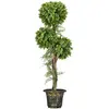 HOMCOM Buis artificiel topiaire artificielle 3 boules H. 115 cm pot style antique inclus