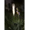 Décoration lumineuse  - GALIX - G4515 - Energie solaire : Plumeau