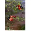 Coccinelle solaire clipsable - GALIX - Luminaires solaires - Métal/ver...