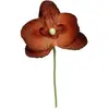 SANTEX 6 ORCHIDÉES - CHOCOLAT Marron, chocolat