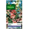 VILMORIN Rose trémière Pastorale pastel