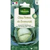 VILMORIN Chou cabus de Brunswick