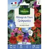 Vilmorin - Mélange fleurs grimpantes