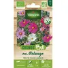 Vilmorin - Cosmos Mix Bio
