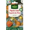 VILMORIN Physalis Edulis Coqueret du Pérou