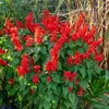 VILMORIN Sauge brasier