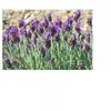 sachet graines Lavande Papillon Lavandula stoechas vilmorin