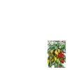 Sachets graines Poivron Balconi Vilmorin-
