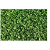 VILMORIN Semences de gazon bord de mer Les Tropicales Dichondra Repens...