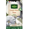 Graines - Vilmorin - Pâtisson blanc - Légumes d' Autrefois