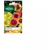 VILMORIN Gaillarde variée à grande fleur
