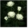 ENSOLEILLE Lampes solaires à led en forme de roses artificielles pour extérieur, décoration de jardin, cour, patio, tombe, cimetière, balcon, décoration de Noël