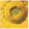 Marvos Valle - Girassol [Vinyl]