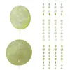 Relaxdays Capiz Lot de 4 guirlandes pour fenêtre, balcon, porte, rideau en coquillages, chaînes décoratives de 180 cm, étoile vert clair, 4 pièces