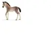 Horse Club Poulain Andalou