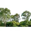 Fotobehang Treetop DD118797 A.S. Création Designwalls | 3D Fotobehang
