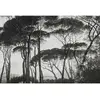 Fotobehang Treetops1 DD117875 A.S. Création Atelier 47 | Fotobehang on...