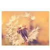 Fotobehang Dandelion1 DD118594 A.S. Création Designwalls | Fotobehang