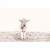 Fotobehang HighlandCattle3 DD119833 A.S. Création ARTist Grijs Wit Vli...
