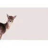 Fotobehang DeerRose DD119837 A.S. Création ARTist Bruin Roze Vlies 270...