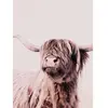 Fotobehang HighlandCattle1 DD119821 A.S. Création ARTist Beige Creme V...