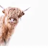 Fotobehang HighlandCattle2 DD119825 A.S. Création ARTist Beige Creme W...