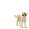 Schleich 13939 Chien Goldendoodle (Farm World) Beige