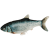 KERBL PET 80998 Jumping Fish Jouet interactif pour chat avec palme remuante
