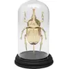 Déco Rhinoceros Beetle doré Kare Design