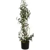 EUROPALMS Olivier artificiel - 104 cm - Jeune olivier avec fruits pour une ambiance méditerranéenne