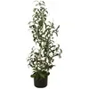 EUROPALMS Olivier artificiel 90 cm - Jeune olivier avec fruits pour une ambiance méditerranéenne