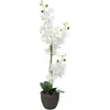 Europalms, Plantes artificielles, Orchidée (80 cm)