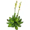 Europalms, Plantes artificielles, Rose de pierre (32 cm)
