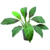 Europalms 61308 Plante de Décoration Sagou Palm Vert 45 cm