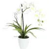 Europalms 82530346 Orchid Arrangement, Multicolore, Taille Unique