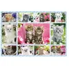 Puzzle Schmidt - Chaton, 100 pièces