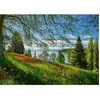 SCHMIDT Puzzle 1000 pièces - Tulipes en fleurs : Île de Mainau