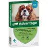 Advantage® 100 pour chien de 4 à 10 kg - 4 pipettes