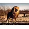 Ravensburger Verlag GmbH Der Löwe. Der König der Tiere