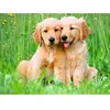 Ravensburger   The Golden Retriever Brothers   Legpuzzel   500 Stukjes