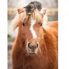 Ravensburger   Pony and Cat   Legpuzzel   500 Stukjes