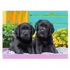 Puzzle Ravensburger - Chiots, 300 pièces XXL