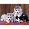 Ravensburger - Puzzle Enfant - Puzzle 200 p XXL - Mignons Huskies - Dès 8 ans - 12823